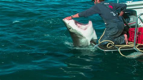 Shark Attack Gallery Ebaums World