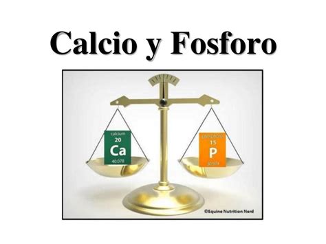 7calcio Y Fosforo Estudiante De Medicina Salud Udocz