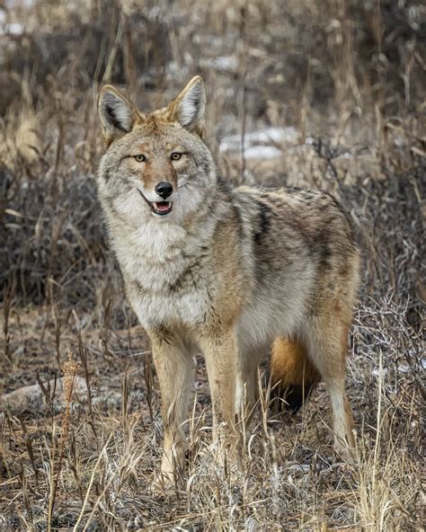 Coyote Alpha Male — Hahn Digital Arts