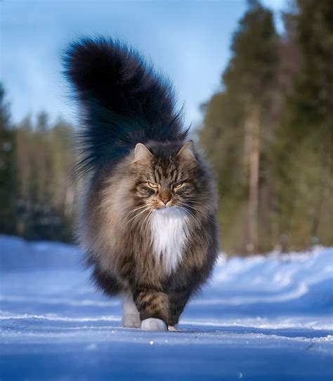 Pictures Of Kittens And Cats Forest Norwegian Cats Snow Nawpic