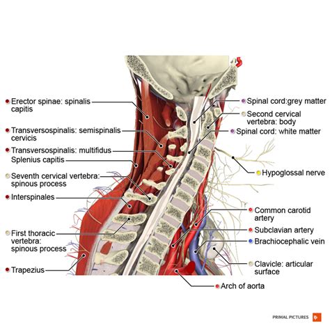 Cervical Radiculopathy Physiopedia