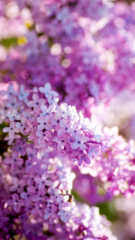 Download Wallpaper Lilac Spring All The You Need By Debrasilva