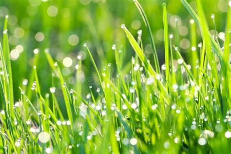 Green Grass On A Lawn With Dew Drops Stock Image Image Of Moisture Idyllic 37942651