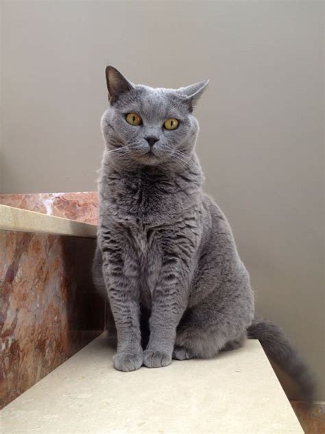 British Shorthair Kittens For Sale And Cats For Adoption Sweetie Kitty