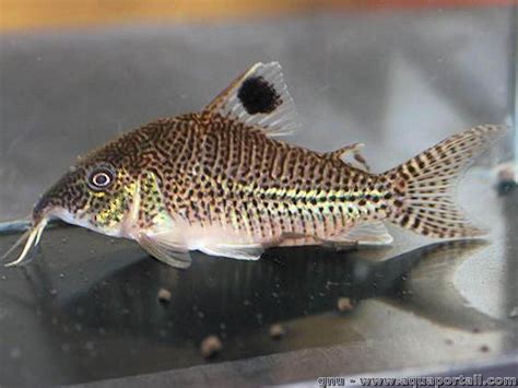 Corydoras Leopardus Corydoras Léopard