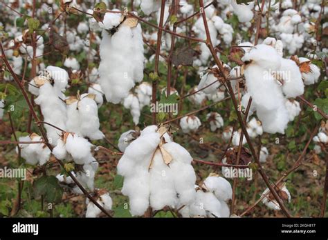 A Close Up Shot Of White Cotton Balls Exposed For Harvesting Stock