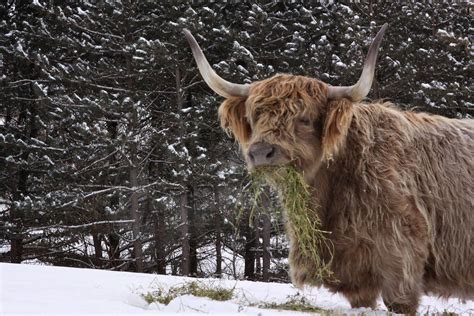 Cow In Snow A Dun Colored Scottish Highland Cow Munches Ha Flickr
