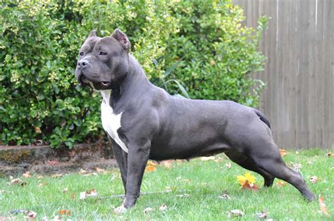 The Different Types Of Pitbull Dog Breeds Petmag