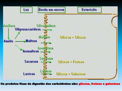 Digestão E Absorção De Carboidratos