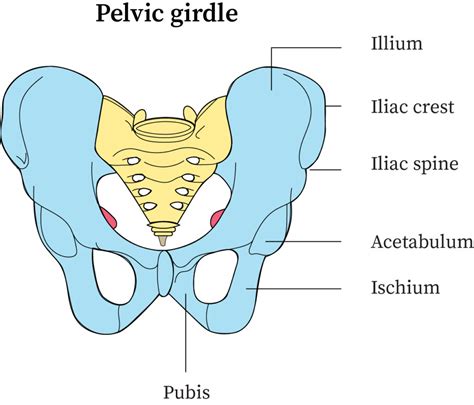 Concept Map Bones Of The Pelvic Girdle Porn Sex Picture