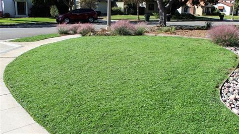 Kurapia Drought Tolerant Ground Covergrass Alternative Lawn