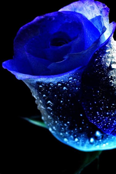 Darkblueflowers Dark Blue Flowers Sn06 Dark Blue Flowers Blue