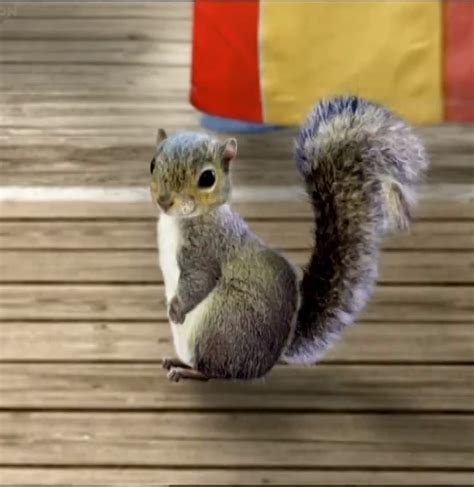 Baby Squirrel Wonder Pets Wiki Fandom
