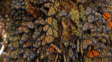 Monarch Butterflies Wintering In Michoacán Mexico Monarch Butterfly