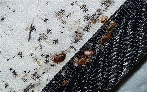 Blog Thoroughly Removing Bed Bug Eggs Can Be A Painstaking Process