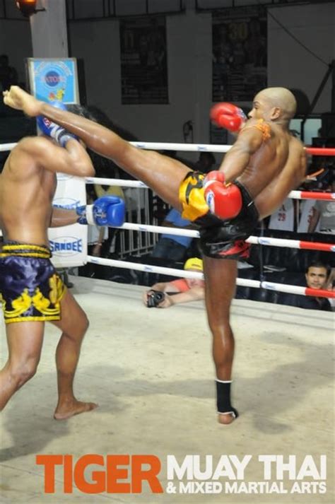 tiger muay thai fighters go 3 1 over two nights in patong thailand tiger muay thai and mma