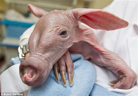 Precious Pictures Of Newborn Aardvark That Became The Latest Addition