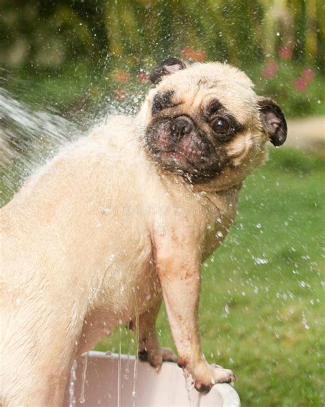 Dog Taking A Shower Stock Image Image 31684931