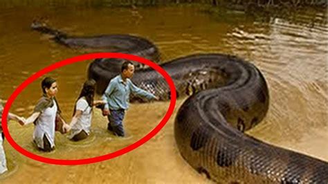 Top 20 Photo Real Giant Animals That Exist On Our Planet Youtube