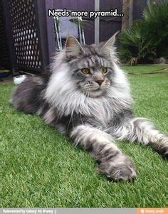 Norris from harry potter was a maine coon. Pin on Randomly sweet