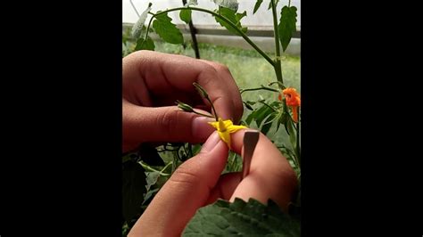 hand emasculation and pollination of tomato youtube