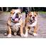 Bull Pug English Bulldog Mix Info Pictures Facts FAQ And More