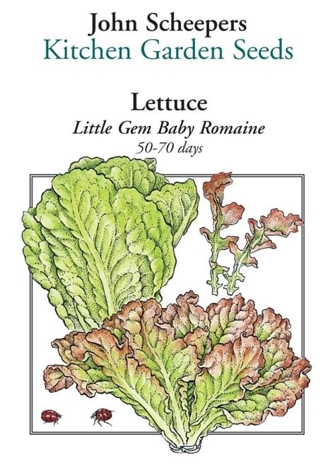 Little Gem Baby Romaine Lettuce John Scheepers Kitchen Garden Seeds