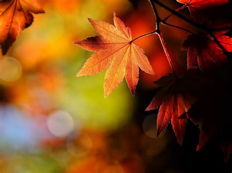 Free Download Autumn Wallpapers Backgrounds Photosimages And Pictures