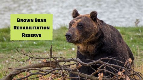 The Brown Bear Rehabilitation Reserve At Yorkshire Wildlife Park Youtube
