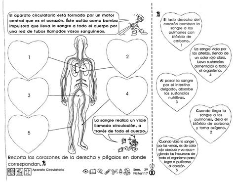 Sistema Circulatorio Humano Buscar Con Google Sistema Circulatorio My