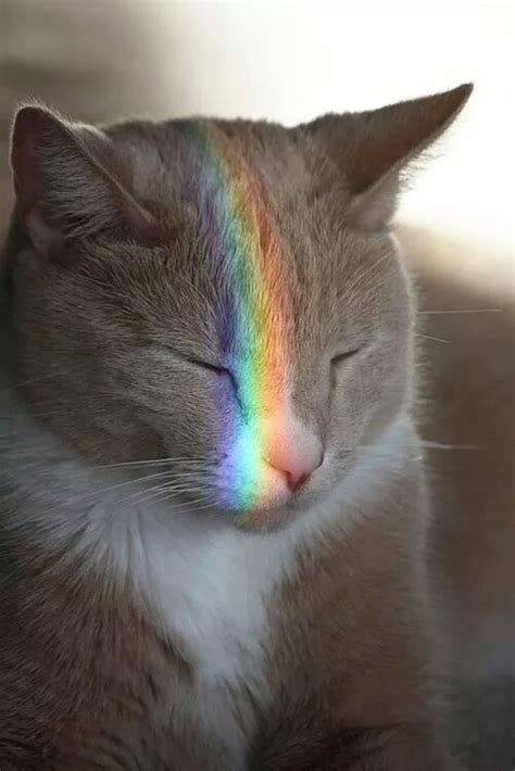 Rainbow Cat On Tumblr