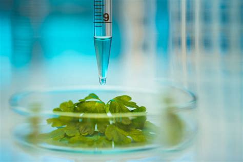 Biotechnology Plant Stock Photos Pictures And Royalty Free Images Istock