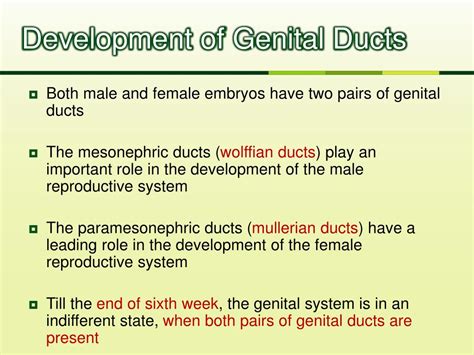 Ppt Development Of The Female Genital System Powerpoint Presentation