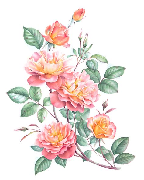 Watercolor Roses On Behance
