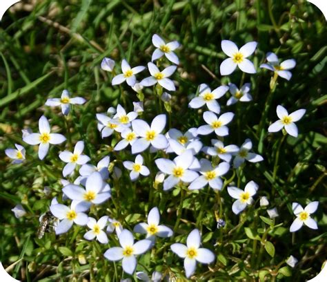 ~ A Patch Of Wonder ~ Bluets Wildflowers D April 2009 Flickr