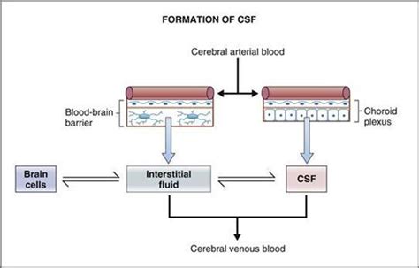 Cerebrospinal Fluid Neurophysiology Physiology 5th Ed