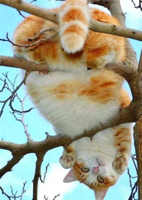 An Orange And White Cat Hanging Upside Down In A Tree