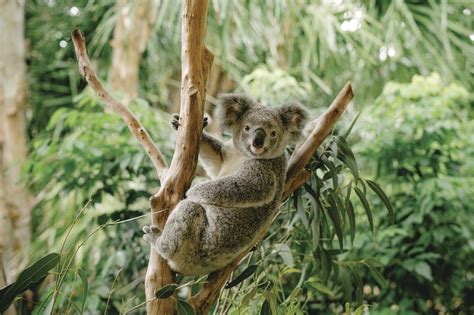 9 Facts To Know Before Seeing Koalas Queensland