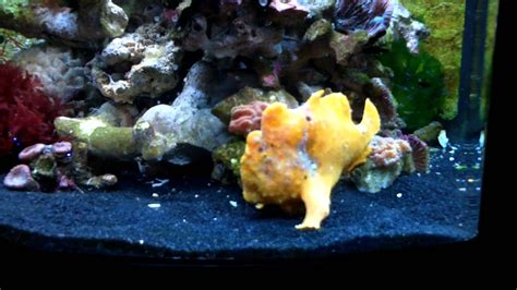 Frogfish Angler Fish Eating Using Its Lure Youtube