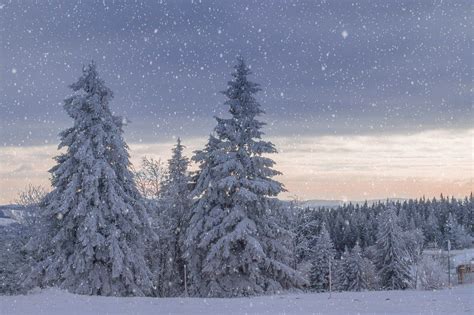Winterlandschap Bomen Vorst Gratis Foto Op Pixabay Lugares