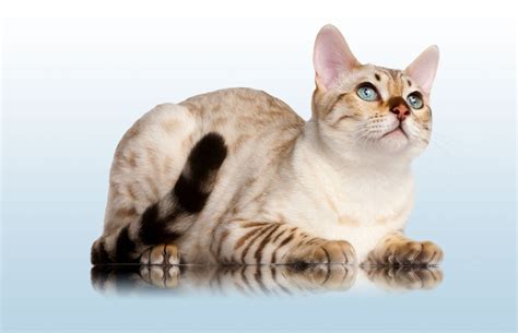 What does this mean for bengal cat grooming? The Snow Bengal Cat | Bengal cat, Cats and kittens, White ...
