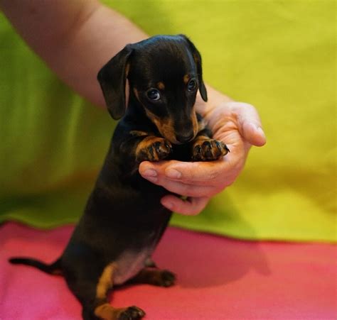 33 Micro Mini Dachshund Puppy Photo Bleumoonproductions