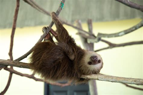 Take Your Time Celebrate International Sloth Day This Year Citrinitas