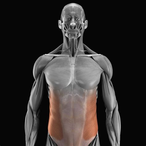 A gentle massage over the chest and back is effective in relaxing strained muscles of thoracic cage. Have You Got Muscles Outside Rib Cage : How To Build The ...