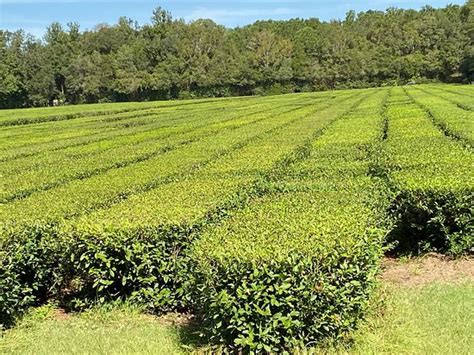 Charleston Tea Plantation Wadmalaw Island 2019 All You Need To Know