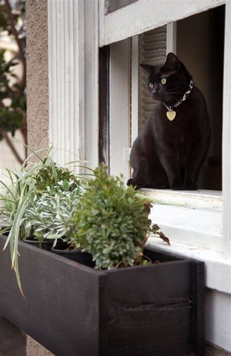 Feb 13, 2020 · window boxes are a pretty easy way of bringing colour to your outdoor space, however small. Window Boxes | Window boxes diy, Small space gardening, Cats
