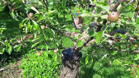 Growing fruit means balancing expectations and effort BARK GRAFT - Grafting fruit tree in the spring!!! 3 fruits ...