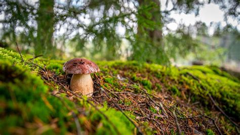 The android app is the older version, which most people say is much better than the updated version anyways. Great mushroom from "Mushroom picker: hidden object games ...
