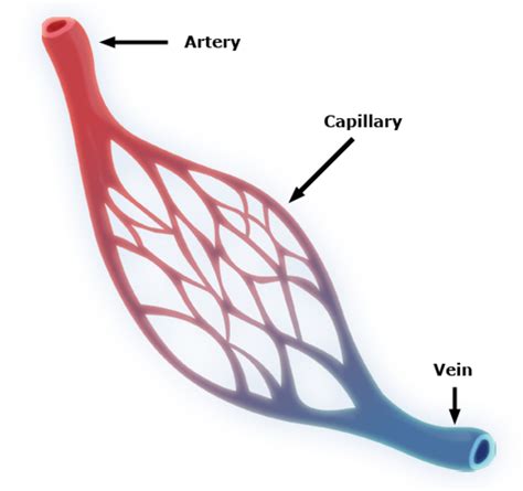 The Blood Vessels Arteries Veins Capillaries Studyear