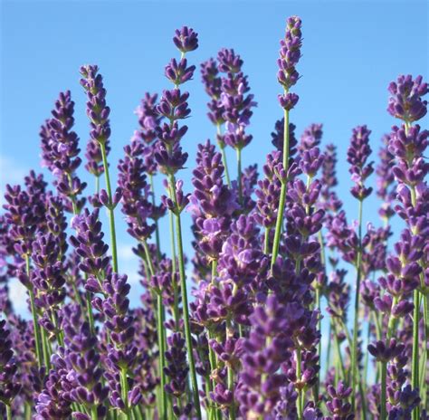 The Best French And English Lavender Varieties To Grow In Zone 5 Dengarden